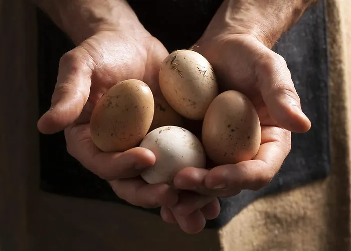 Oda ve Kahvaltı Casale Sterpeti Magliano in Toscana